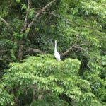 Día Internacional de la Vida Silvestre: la democracia también se escribe en verde